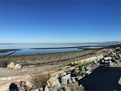 flocks of cranes along Crescent beach fishing in the water of the beach