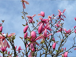 view of a blooming magnolia in Delta, 2017