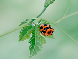 a ladybug type of insect on a green ivy vine