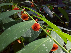 little orange flower sitting at the base of each of the leaves of a lily, Spruce Grove, AB, 2019