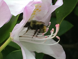 bubblebee harvesting pollen within a rhododendron flower in Delta, 2017