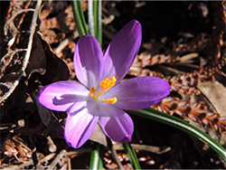 first blue crocus of spring at Queen Elizabeth gardens on sunny day, New westminster, 2024