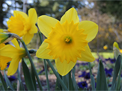 first yellow daffodil of spring at Queen Elizabeth gardens on sunny day, New westminster, 2024