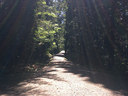 a path in a forest illuminated by ray of the sun through the branches