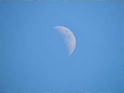 view of the moon in the afternoon at Queen Elizabeth gardens on sunny day, New westminster, 2024